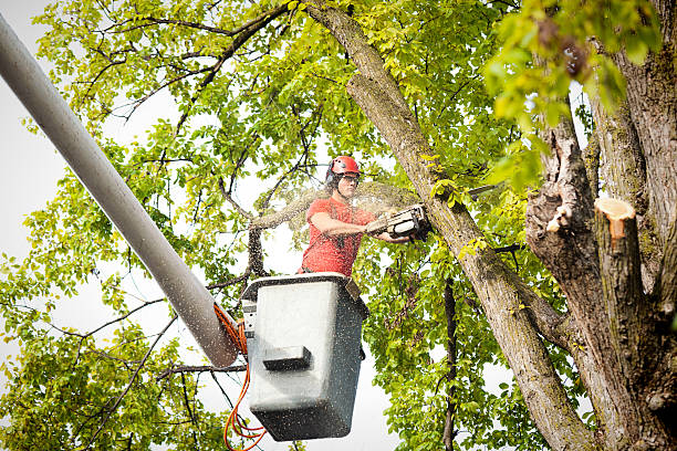 How Our Tree Care Process Works  in  Dry Ridge, KY